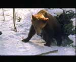 фото из видеофильма Особенности национальной охоты в зимний период